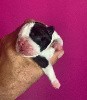  - magnifique  bb boston terrier