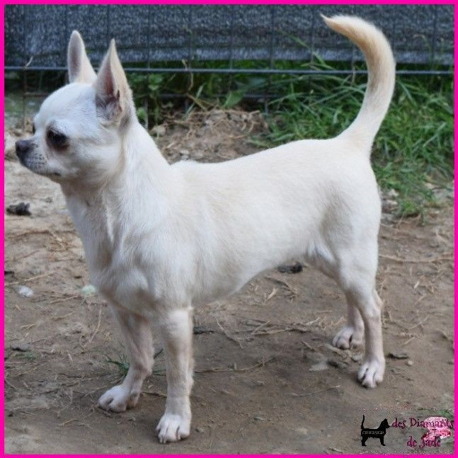 sparkle moon de l ile aux genets