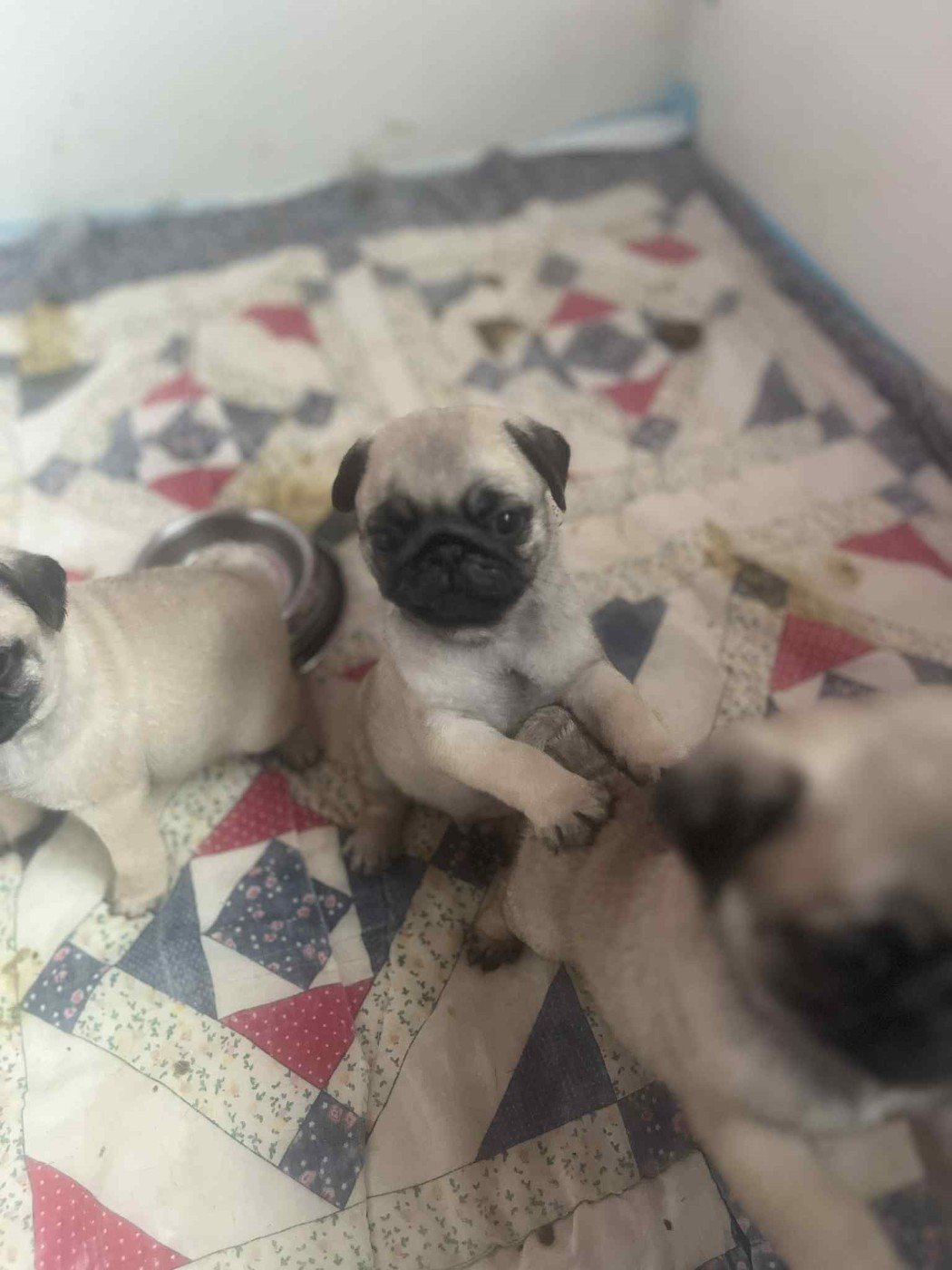 Du Royaume De Perla - Chiots disponibles - Carlin