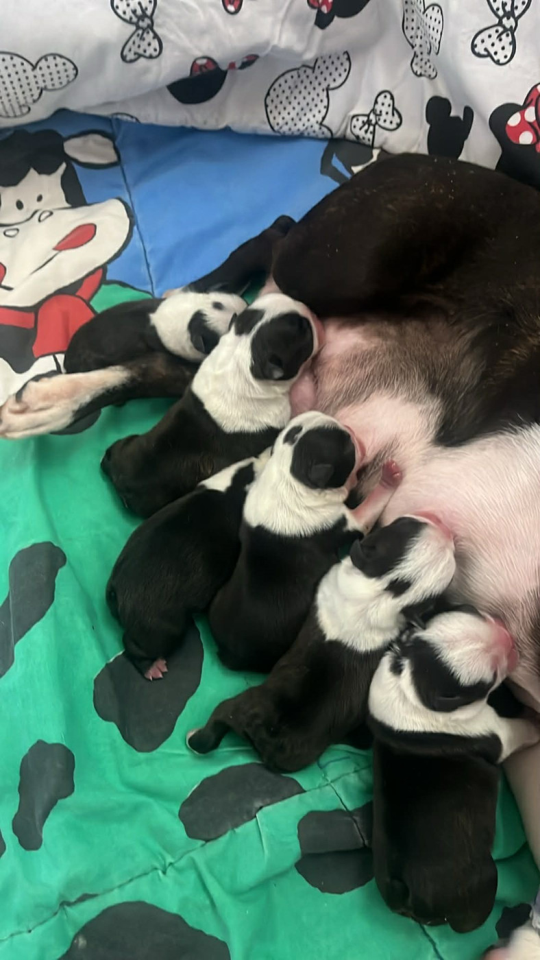 Du Royaume De Perla - Boston Terrier - Portée née le 30/03/2026