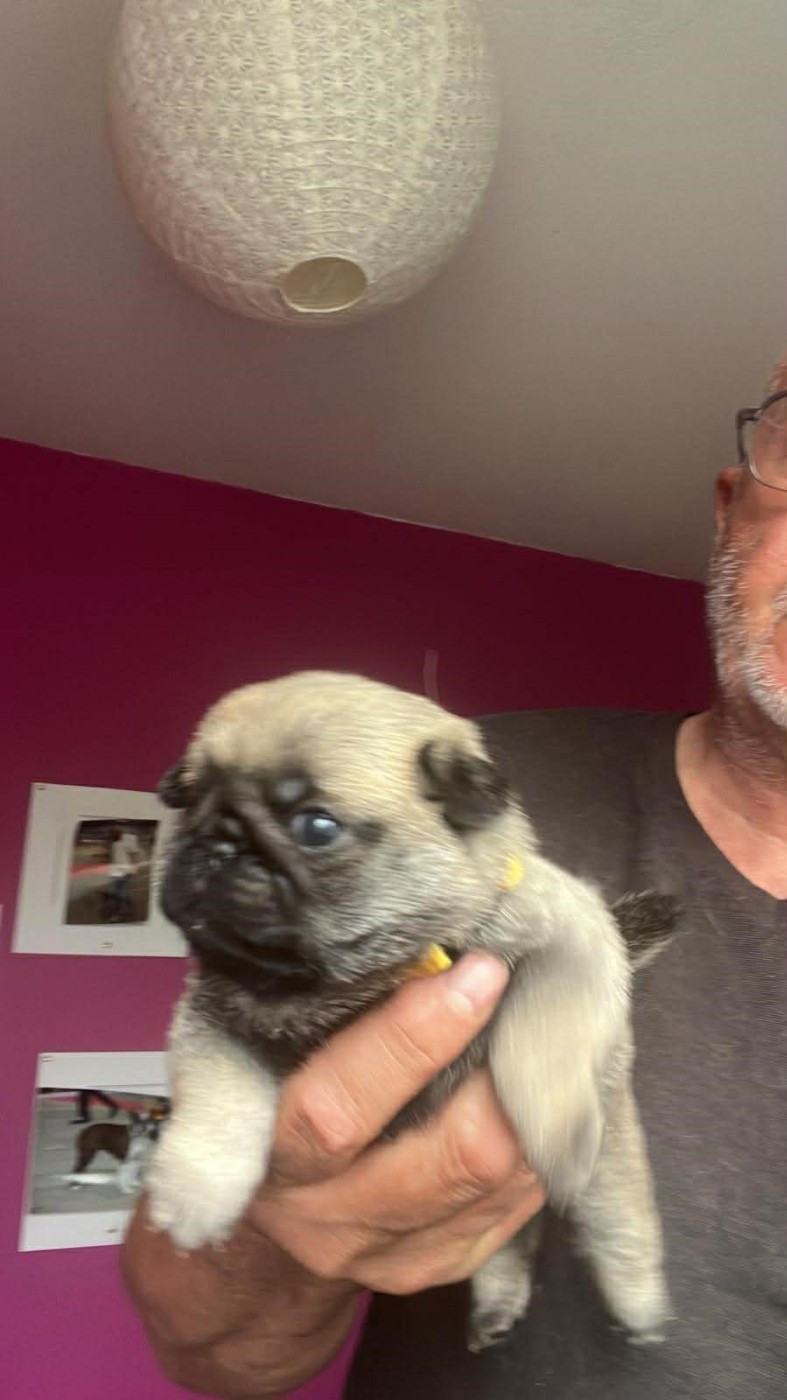 Du Royaume De Perla - Chiots disponibles - Carlin