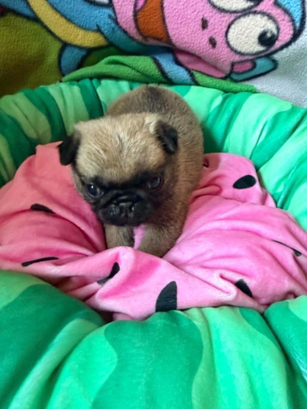 Du Royaume De Perla - Chiots disponibles - Carlin
