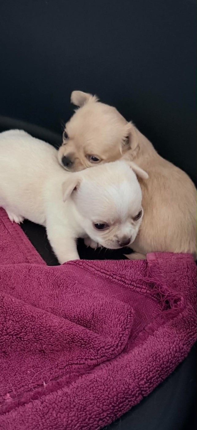 Du Royaume De Perla - Chiots disponibles - Chihuahua
