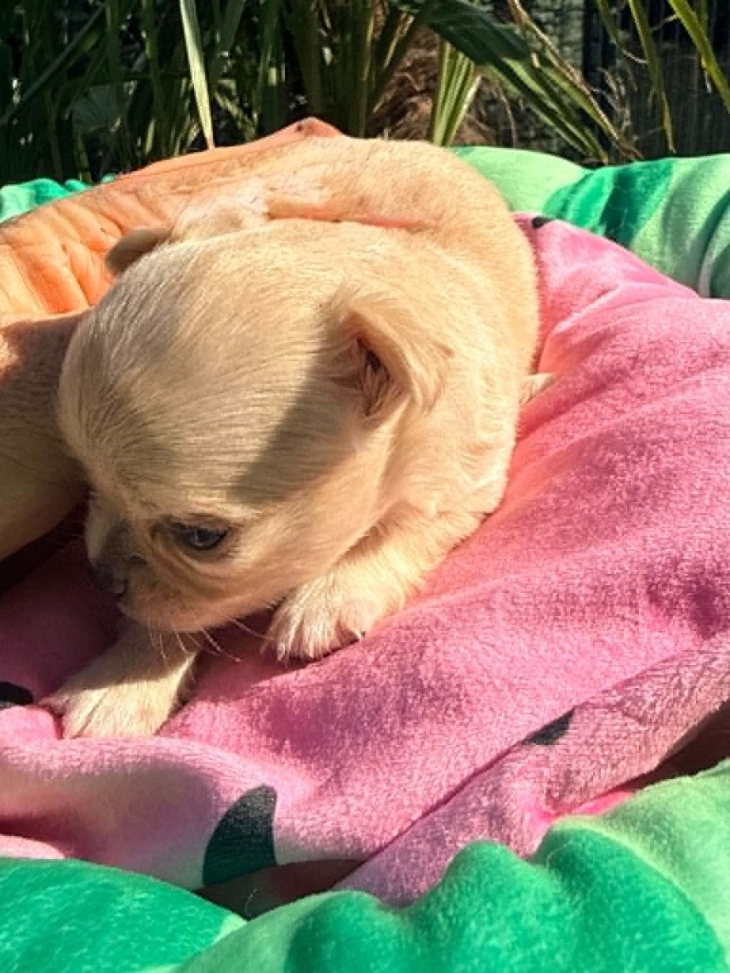 Du Royaume De Perla - Chiots disponibles - Chihuahua