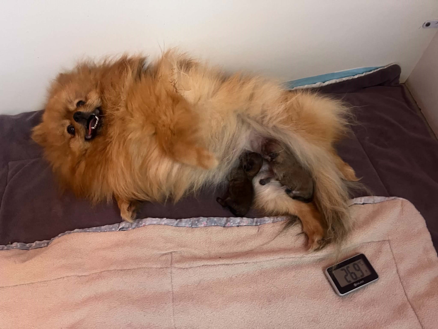 Du Royaume De Perla - Chiots disponibles - Spitz allemand