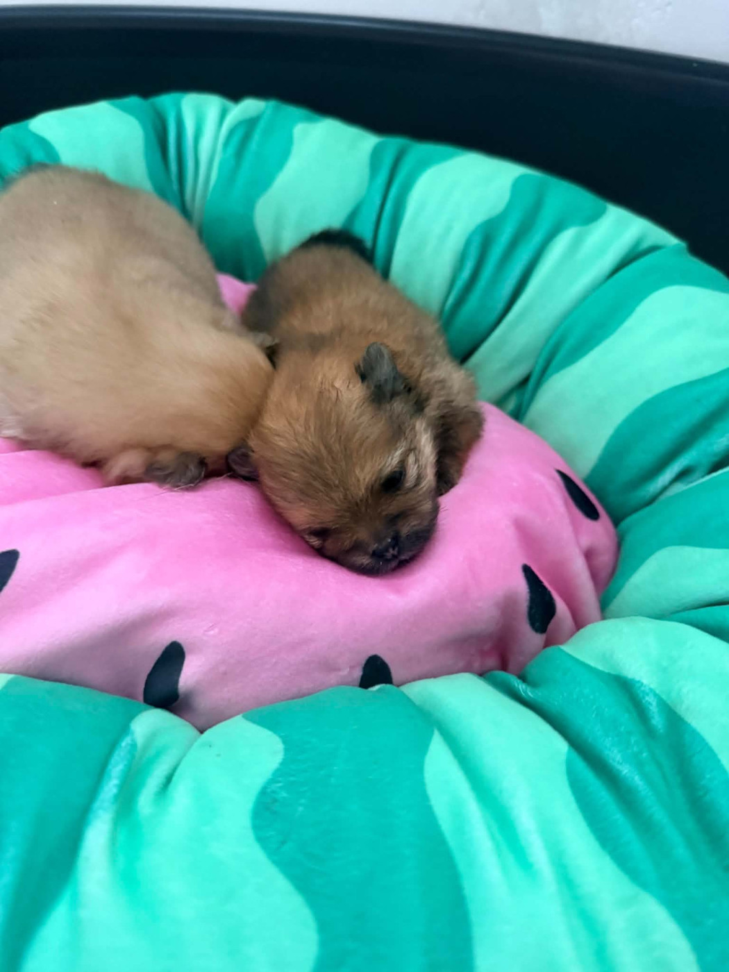 Du Royaume De Perla - Chiots disponibles - Spitz allemand
