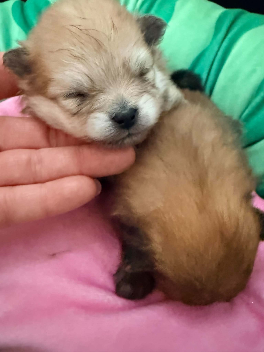 Du Royaume De Perla - Chiots disponibles - Spitz allemand