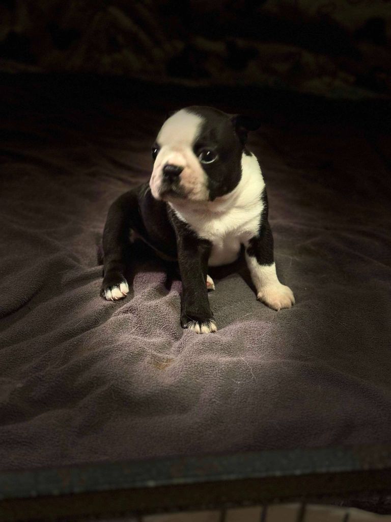 Du Royaume De Perla - Chiots disponibles - Boston Terrier
