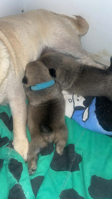 Chiot N°2