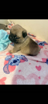 Chiot N°1